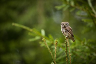 Glaucidium passerinum. Avrupa 'daki en küçük baykuş. Esas olarak Kuzey Avrupa 'da gerçekleşir. Ama aynı zamanda orta ve Güney Avrupa 'da. Bazı dağ bölgelerinde. Çek Cumhuriyeti 'nde fotoğraflandı. Vahşi doğa. Güzel resim. Bahar doğası. umava. 