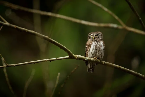 Glaucidium Passerinum Legkisebb Bagoly Európában Főleg Észak Európában Fordul Elő — Stock Fotó