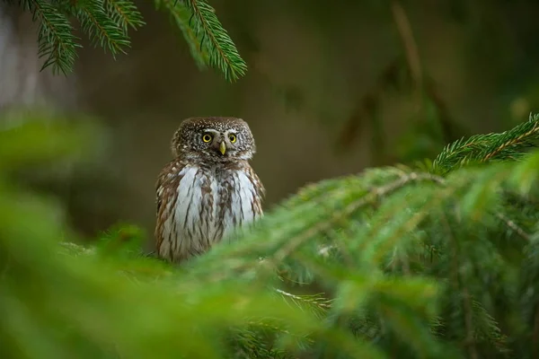 Glaucidium Passerinum Coruja Mais Pequena Europa Ocorre Principalmente Norte Europa — Fotografia de Stock