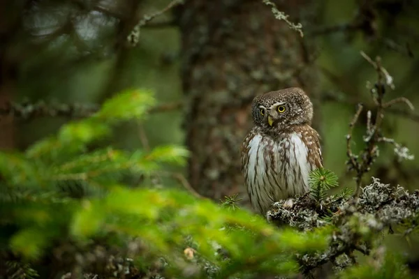 Glaucidium Passerinum Coruja Mais Pequena Europa Ocorre Principalmente Norte Europa — Fotografia de Stock