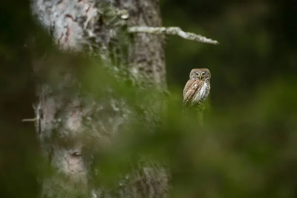 Glaucidium Passerinum Het Kleinste Uil Europa Het Komt Voornamelijk Voor — Stockfoto