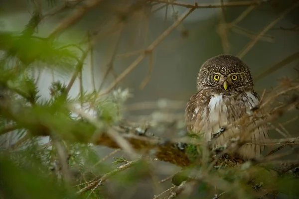 Glaucidium Passerinum Gufo Più Piccolo Europa Verifica Principalmente Nel Nord — Foto Stock