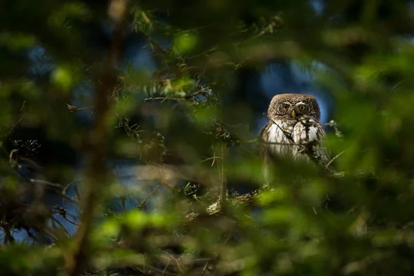 Glaucidium Passerinum Jest Najmniejsza Sowa Europie Występuje Głównie Europie Północnej — Zdjęcie stockowe