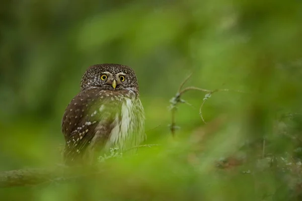 Glaucidium Passerinum Det Den Minsta Ugglan Europa Den Förekommer Främst — Stockfoto