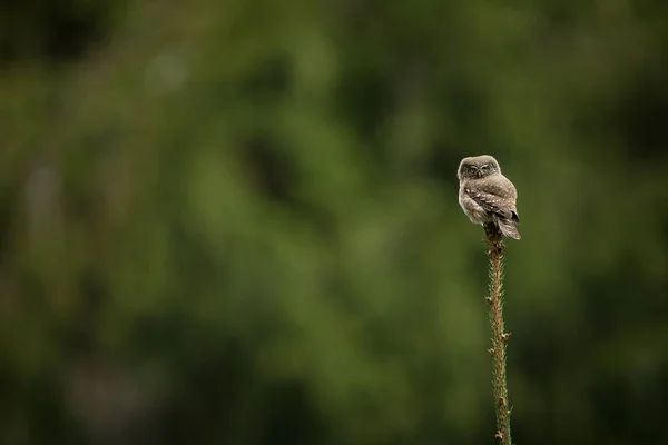 Glaucidium Passerinum Búho Más Pequeño Europa Ocurre Principalmente Norte Europa — Foto de Stock