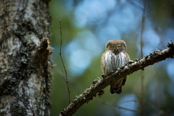 Glaucidium Passerinum Gufo Più Piccolo Europa Verifica Principalmente Nel Nord — Foto Stock