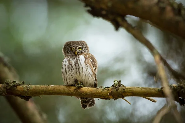 Glaucidium Passerinum Jest Najmniejsza Sowa Europie Występuje Głównie Europie Północnej — Zdjęcie stockowe