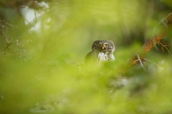 Glaucidium Passerinum Jest Najmniejsza Sowa Europie Występuje Głównie Europie Północnej — Zdjęcie stockowe