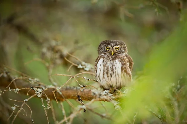 Glaucidium Passerinum Sie Ist Die Kleinste Eule Europas Sie Kommt — Stockfoto