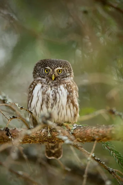 Glaucidium Passerinum Det Den Minsta Ugglan Europa Den Förekommer Främst — Stockfoto