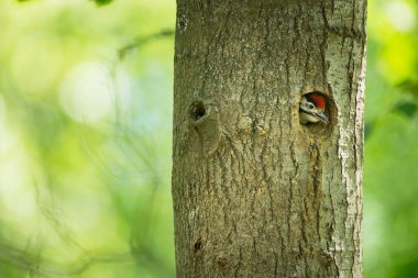 Dendrocopos Major. Çek Cumhuriyeti 'nin vahşi doğası. Akşam fotoğrafçılığı. Özgür doğa. Güzel resim. Doğanın fotoğrafları..