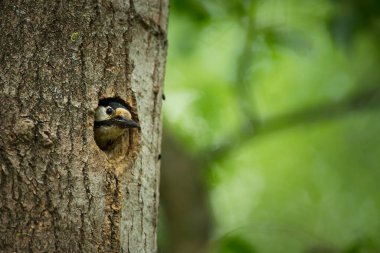 Dendrocopos Major. Çek Cumhuriyeti 'nin vahşi doğası. Akşam fotoğrafçılığı. Özgür doğa. Güzel resim. Doğanın fotoğrafları..
