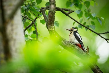 Dendrocopos Major. Çek Cumhuriyeti 'nin vahşi doğası. Akşam fotoğrafçılığı. Özgür doğa. Güzel resim. Doğanın fotoğrafları..