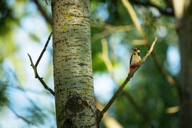 Dendrocopos Major. Çek Cumhuriyeti 'nin vahşi doğası. Akşam fotoğrafçılığı. Özgür doğa. Güzel resim. Doğanın fotoğrafları..