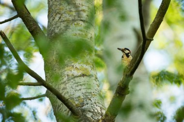 Dendrocopos Major. Çek Cumhuriyeti 'nin vahşi doğası. Akşam fotoğrafçılığı. Özgür doğa. Güzel resim. Doğanın fotoğrafları..
