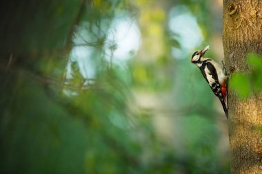 Dendrocopos Major. Çek Cumhuriyeti 'nin vahşi doğası. Akşam fotoğrafçılığı. Özgür doğa. Güzel resim. Doğanın fotoğrafları..
