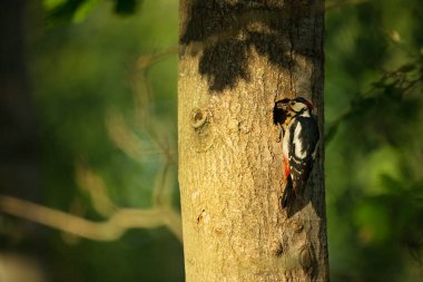 Dendrocopos Major. Çek Cumhuriyeti 'nin vahşi doğası. Akşam fotoğrafçılığı. Özgür doğa. Güzel resim. Doğanın fotoğrafları..