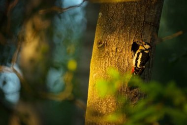 Dendrocopos Major. Çek Cumhuriyeti 'nin vahşi doğası. Akşam fotoğrafçılığı. Özgür doğa. Güzel resim. Doğanın fotoğrafları..