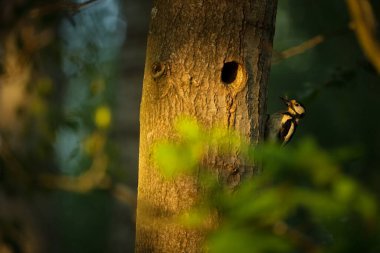 Dendrocopos Major. Çek Cumhuriyeti 'nin vahşi doğası. Akşam fotoğrafçılığı. Özgür doğa. Güzel resim. Doğanın fotoğrafları..