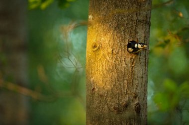 Dendrocopos Major. Çek Cumhuriyeti 'nin vahşi doğası. Akşam fotoğrafçılığı. Özgür doğa. Güzel resim. Doğanın fotoğrafları..