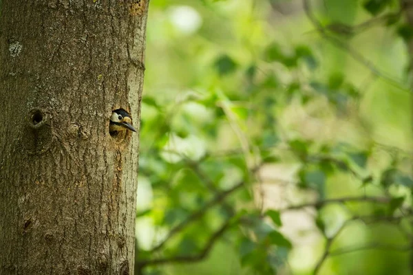 Dendrocopos Major Wilde Natur Der Tschechischen Republik Abendfotografie Freie Natur — Stockfoto