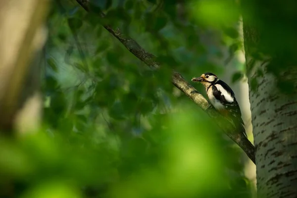 Dendrocopos Major Wilde Natur Der Tschechischen Republik Abendfotografie Freie Natur — Stockfoto