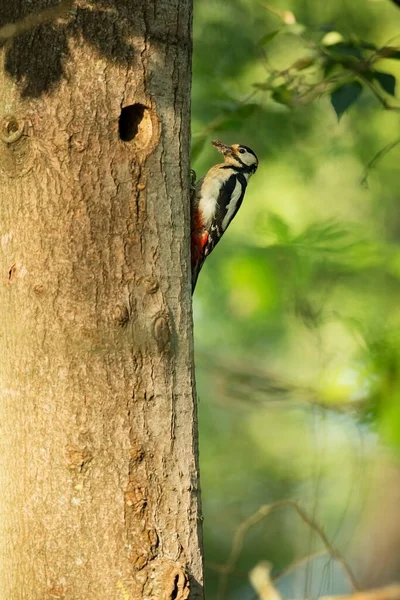 Dendrocopos Major Çek Cumhuriyeti Nin Vahşi Doğası Akşam Fotoğrafçılığı Özgür — Stok fotoğraf