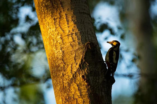 Dendrocopos Major Wilde Natur Der Tschechischen Republik Abendfotografie Freie Natur — Stockfoto