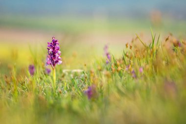 Orchis morio. Nature of the Czech Republic. Czech orchids. Free nature. Beautiful picture. Plant. Sunrise. Sunset. clipart
