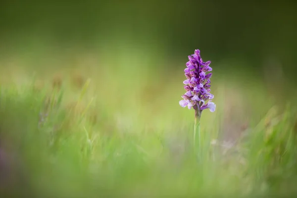 Orchis Morio Nature Czech Republic Czech Orchids Free Nature Beautiful — Stock Photo, Image