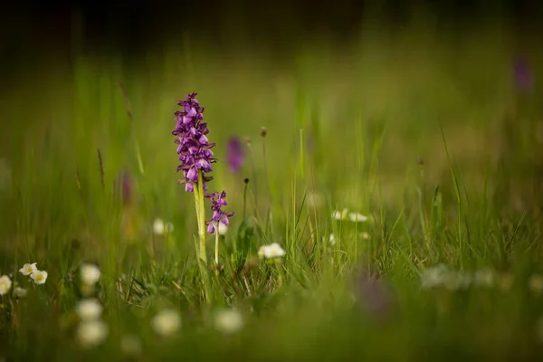 Orchis Morio Nature Czech Republic Czech Orchids Free Nature Beautiful — Stock Photo, Image