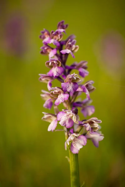 Orchis Morio Nature Czech Republic Czech Orchids Free Nature Beautiful — Stock Photo, Image