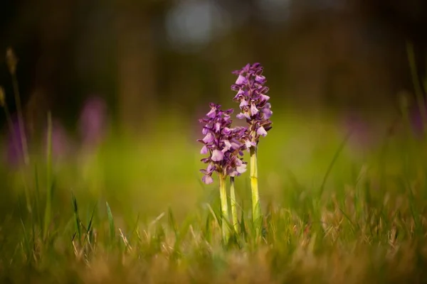 Orchis Morio Nature Czech Republic Czech Orchids Free Nature Beautiful Stock Picture