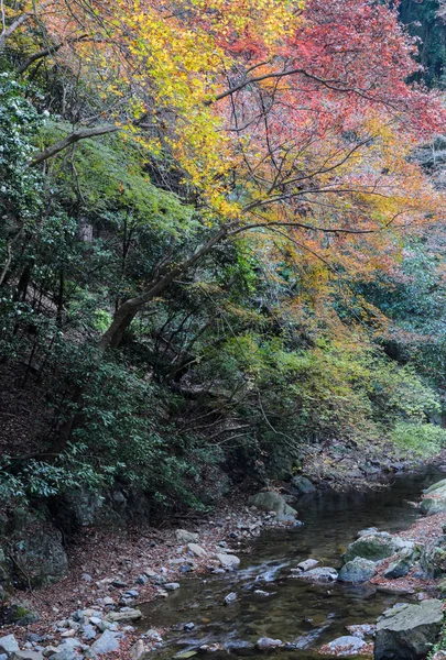 Minoo Parque Minoh Outono Osaka Japão Dos Parques Nacionais Mais — Fotografia de Stock