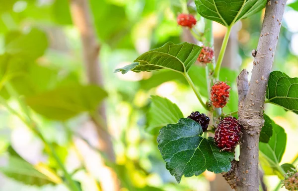 Fresh Unripe Red Black Mulberries Fruit Its Tree Mulberry Leaves — Stock Photo, Image