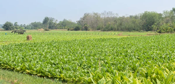 Rośliny Tytoniowe Rosnące Polu Tajlandii — Zdjęcie stockowe