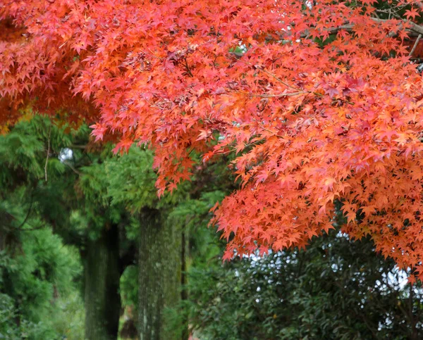 Herbstfärbung Blätter Japanischer Ahornbäume — Stockfoto