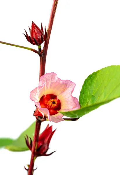 Roselle Hibiscus Sabdariffa Plant Flower Fruits Its Tree Isolated White — Stock Photo, Image