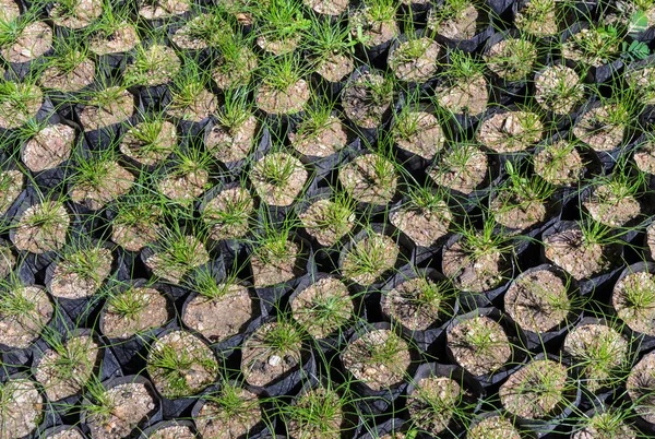 Vivero Pinos Para Reforestación — Foto de Stock