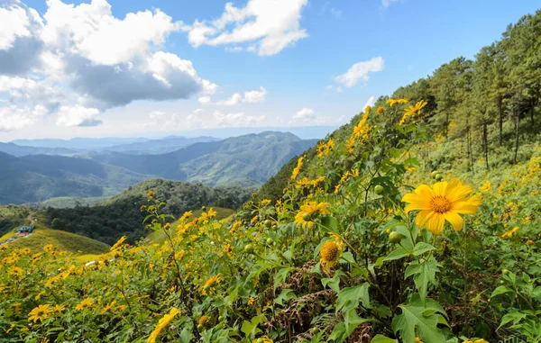 Mountain Nature Landscape Wild Mexican Sunflower Valley Tung Bua Tong — Stock Photo, Image