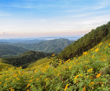 Landscape mountain sunrise with wild Mexican sunflower blooming valley (Tung Bua Tong ) at Doi Mea U Koh in Maehongson Province, Thailand. clipart