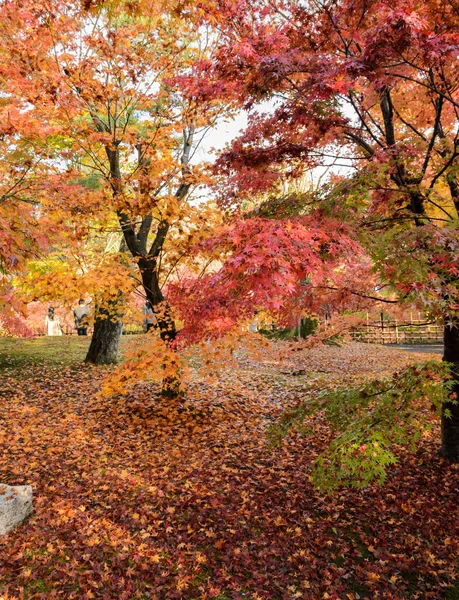 京都市の東福寺でピークの色で秋のカエデ園葉します — ストック写真