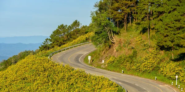 Beautiful view of mountain sharp curve road with wild Mexican sunflower valley in Maehongson Province, Thailand