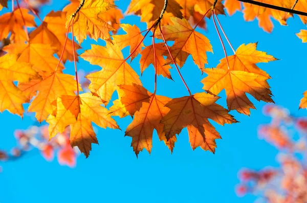 Żółty Jesień Klon Liście Drzewo Błękitnym Tle Nieba — Zdjęcie stockowe