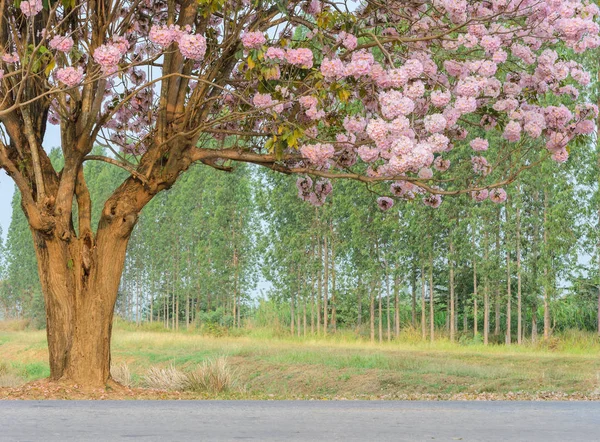 Tabebuia Veya Pembe Trompet Çiçek Ağaç Tam Bloom — Stok fotoğraf