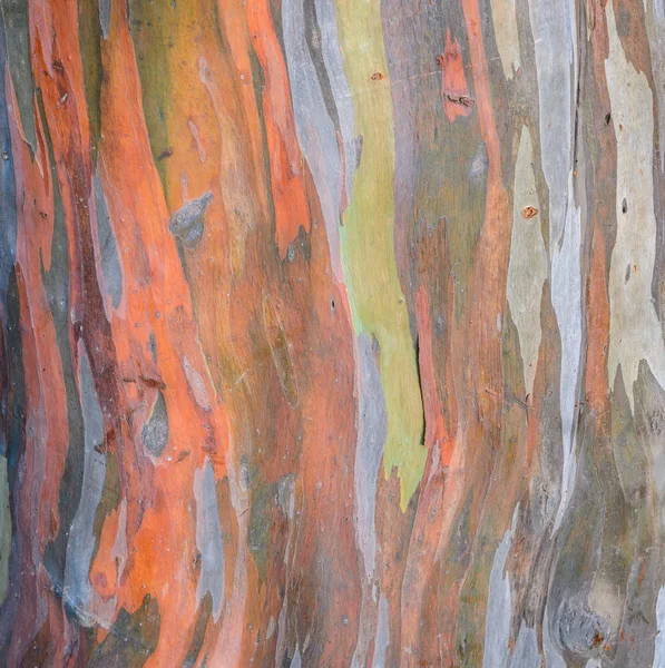 Tree Bark Texture Background Eucalyptus Deglupta — Stock Photo, Image