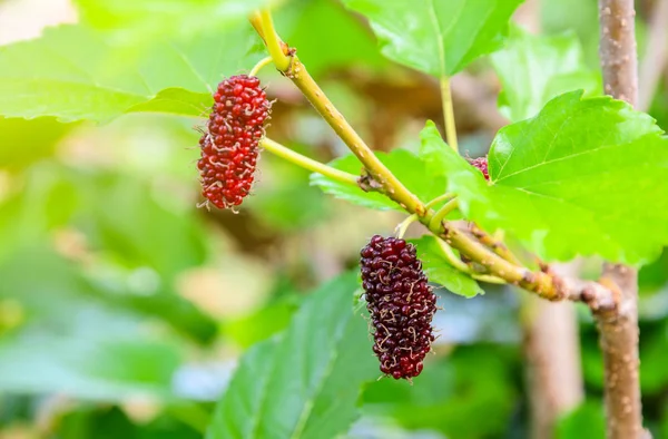 Fresh Unripe Red Mulberries Fruit Its Tree Mulberry Leaves Useful — Stock Photo, Image