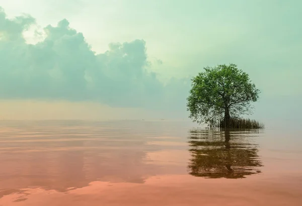 Deniz Manzarası Mangrov Apple Ile Yalnız Duruyor Yeşil Kırmızı Renkli — Stok fotoğraf