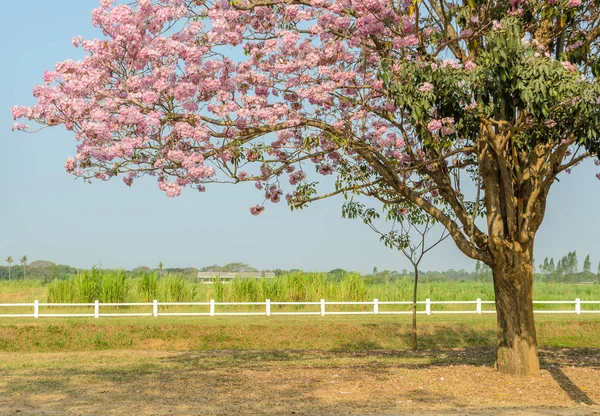 Tabebuia Albero Fiori Tromba Rosa Piena Fioritura Campo Verde — Foto Stock