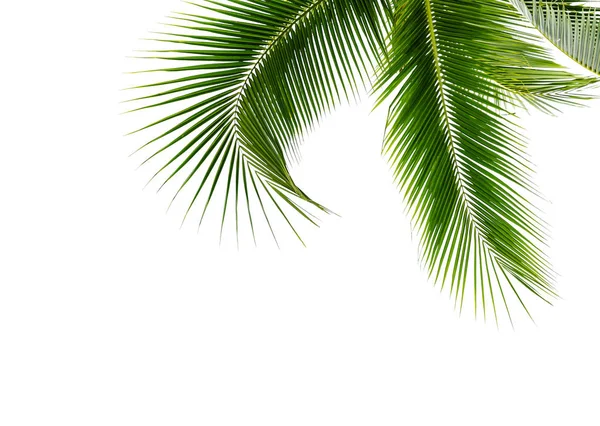 Green Leave Coconut Palm Tree Isolated White Background Stock Picture